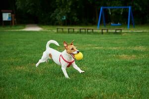 Cute dog walking at green grass, playing with toy ball photo