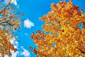 Colorful autumn tree against blue sky photo