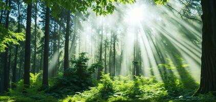 hermosa rayos de luz de sol en un verde bosque. ai generado foto