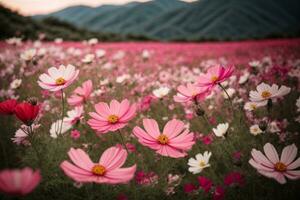 beautiful cosmos flower field. AI generated photo