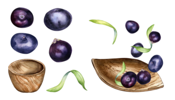 Set of acai berries, wooden bowl watercolor illustration. Exotic amazon small purple berries, leaf shaped plate, palm leaves hand drawn. Design element for packaging, label. png