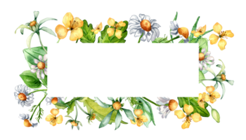 marco de prado medicinal flor, hierba plantas acuarela ilustración. margarita, manzanilla, plátano, celidonia, árbol parte pordiosero mano dibujado. diseño para etiqueta, paquete, tarjeta postal. png