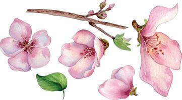 conjunto de rosado flores de melocotón árbol acuarela ilustración aislado en blanco. florecer Fruta árbol, blanco floración mano cuadro. diseño elemento para Boda invitación, textil, envase, tarjeta, paquete vector
