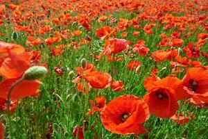 Landscape with blooming poppy flowers photo