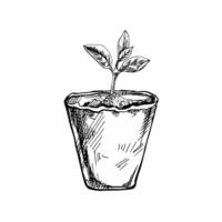 Hand-drawn sketch of plant in biodegradable peat moss pot on white background. Eco concept. Doodle vector outline doodle icon.