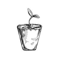 Hand-drawn sketch of plant in biodegradable peat moss pot on white background. Eco concept. Doodle vector outline doodle icon.