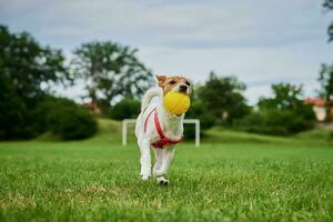 linda perro caminando a verde césped, jugando con juguete pelota foto
