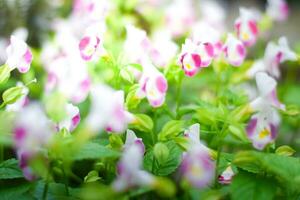 pink flower plant in garden photo