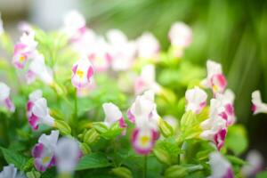 pink flower plant in garden photo