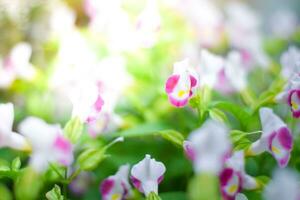 pink flower plant in garden photo