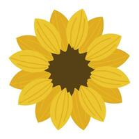 Vector sunflower illustration on white background