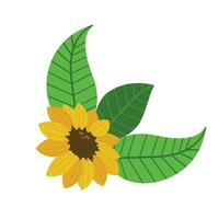 Vector sunflower element isolated on white background