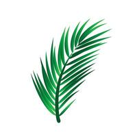 Vector beautiful decorative green palm leaf illustration design