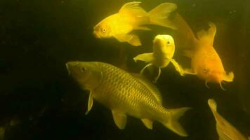 molti fantasia carpa o koi pesce nuoto nel stagno video