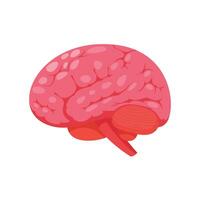 Vector brain education object concept on white