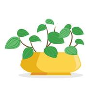 Vector flat houseplant on white background