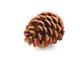 Pine cone isolated on white background photo