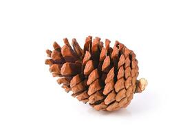 Pine cone isolated on white background photo