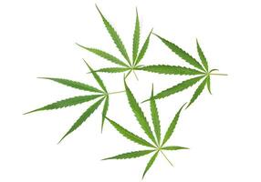 Cannabis leaves isolated on white background photo