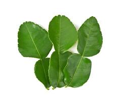 Bergamot or kaffir lime leaves isolated on white background photo