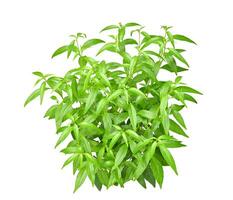 Fresh organic Andrographis paniculata or green chiretta plant Isolated on white background photo