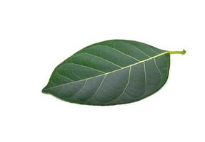 Jackfruit leaves on white background photo