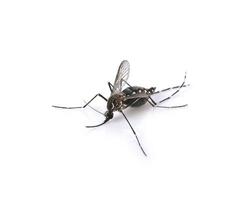 mosquito sobre fondo blanco foto