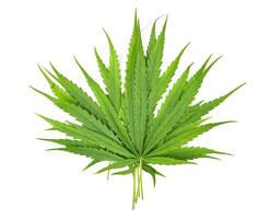 leaves of Cannabis sativa isolated on white background. Top view photo