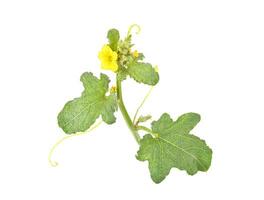 Cantalupo melón hoja y flor aislado en blanco antecedentes. foto