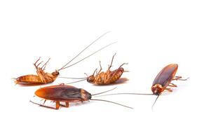 Dead cockroaches white background photo