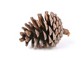 Pine cone isolated on white background photo