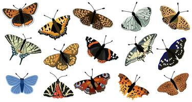 Set with various butterflies. Vector isolated illustration.