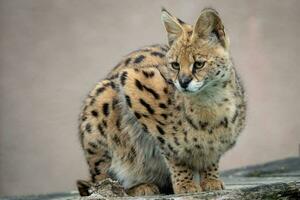 Portrait steppe cats, Leptailurus serval. Wild cats. photo