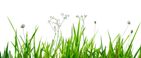 Grass border with wild flower isolated png