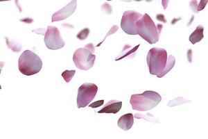 Rose petals flying overlay photo