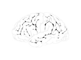 Brain sketch icon isolated over white background, human brain shape vector illustration