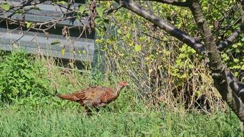 selvaggio fagiani phasianus colchicus in movimento attraverso il erba guardare per cibo su un' caldo soleggiato giorno. video