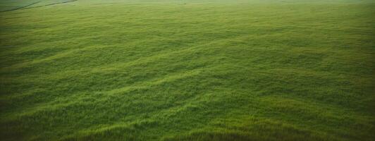 Lush green grass meadow background. AI generated photo