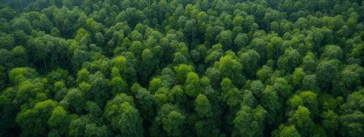Forest and tree landscape texture abstract background, Aerial top view forest atmosphere area, Texture of forest view from above, Ecosystem and healthy ecology environment concepts.. AI generated photo