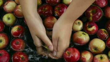 Washing apples, handheld shot video