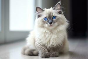 Beautiful cat with blue eyes sitting on the floor at home, Cute cat with blue eyes sitting on the floor and looking at camera, AI Generated photo