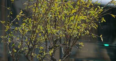 lluvioso día con verde árbol rama y rojo autobús video