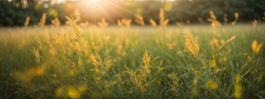 Wild grass in the forest at sunset. Macro image, shallow depth of field. Abstract summer nature background. Vintage filter. AI generated photo