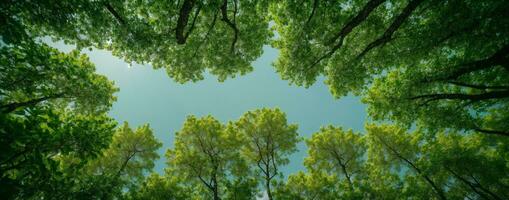 Looking up at the green tops of trees. AI generated photo