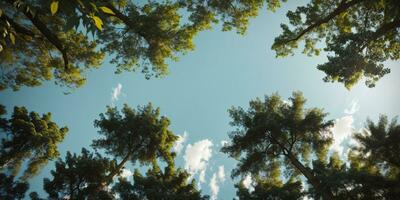 Looking up at the green tops of trees. AI generated photo