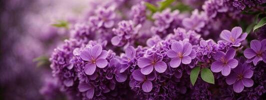 Purple lilac flowers blossom in garden, spring background. AI generated photo