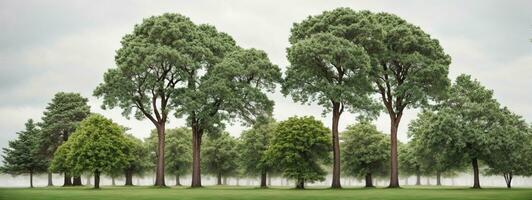 Set of green trees isolated on white background. Different kinds of tree collection. AI generated photo