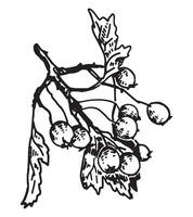 Outline clipart of rowan twig. Doodle of autumn harvest. Hand drawn vector illustration isolated on white background.