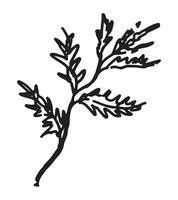 Outline clipart of cypress twig. Doodle of autumn botany attribute. Hand drawn vector illustration isolated on white background.