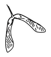 contorno clipart de arce semilla. garabatear de otoño botánica, árbol hoja. mano dibujado vector ilustración aislado en blanco antecedentes.